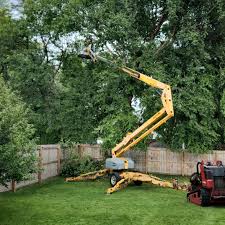 Best Fruit Tree Pruning  in White Hall, AR