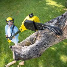 Best Lawn Disease Treatment  in White Hall, AR