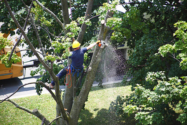 Best Tree Removal  in White Hall, AR